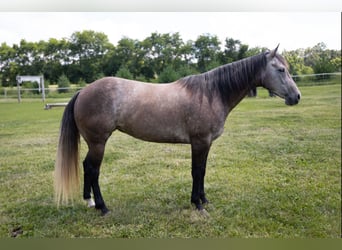 Caballo cuarto de milla, Yegua, 6 años, Tordo rodado