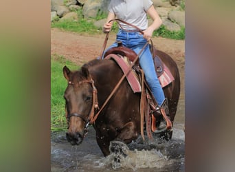 Caballo cuarto de milla, Yegua, 7 años, 138 cm, Alazán-tostado