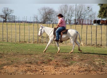 Caballo cuarto de milla, Yegua, 7 años, 140 cm, White/Blanco