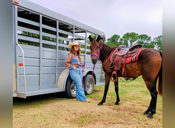 Caballo cuarto de milla, Yegua, 7 años, 142 cm, Castaño rojizo