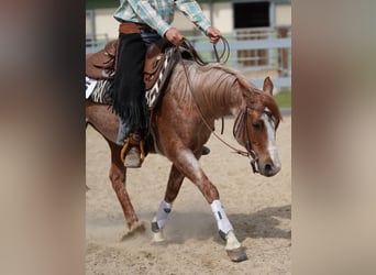 Caballo cuarto de milla, Yegua, 7 años, 145 cm, Ruano alazán