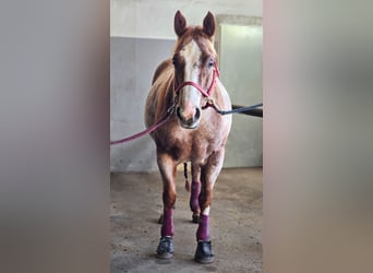 Caballo cuarto de milla, Yegua, 7 años, 145 cm, Ruano alazán