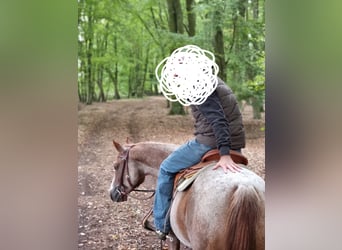 Caballo cuarto de milla, Yegua, 7 años, 145 cm, Ruano alazán
