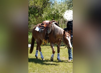Caballo cuarto de milla, Yegua, 7 años, 145 cm, Ruano alazán