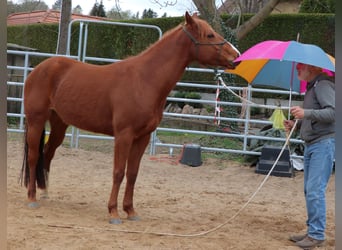 Caballo cuarto de milla, Yegua, 7 años, 146 cm, Alazán