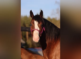 Caballo cuarto de milla, Yegua, 7 años, 147 cm, Castaño