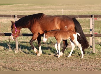 Caballo cuarto de milla, Yegua, 7 años, 147 cm, Castaño