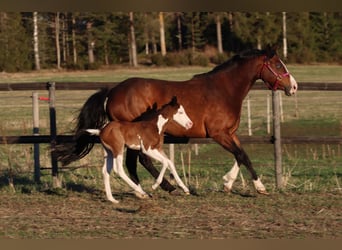 Caballo cuarto de milla, Yegua, 7 años, 147 cm, Castaño