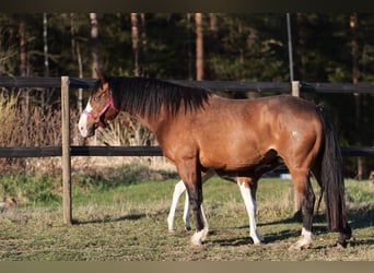Caballo cuarto de milla, Yegua, 7 años, 147 cm, Castaño
