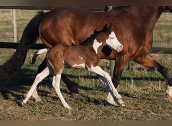 Caballo cuarto de milla, Yegua, 7 años, 147 cm, Castaño