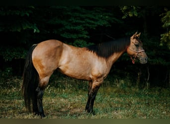 Caballo cuarto de milla, Yegua, 7 años, 147 cm, Grullo