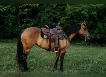 Caballo cuarto de milla, Yegua, 7 años, 147 cm, Grullo