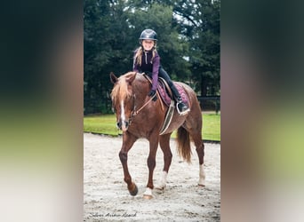 Caballo cuarto de milla, Yegua, 7 años, 147 cm, Ruano alazán