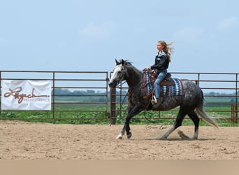 Caballo cuarto de milla, Yegua, 7 años, 147 cm, Tordo