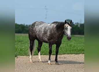 Caballo cuarto de milla, Yegua, 7 años, 147 cm, Tordo