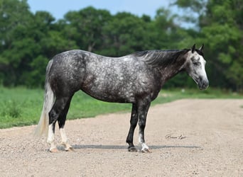 Caballo cuarto de milla, Yegua, 7 años, 147 cm, Tordo