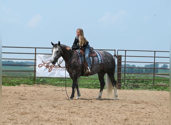 Caballo cuarto de milla, Yegua, 7 años, 147 cm, Tordo