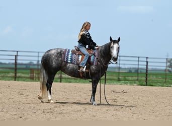 Caballo cuarto de milla, Yegua, 7 años, 147 cm, Tordo