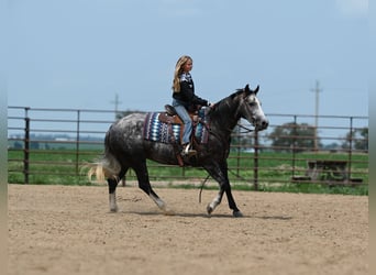 Caballo cuarto de milla, Yegua, 7 años, 147 cm, Tordo