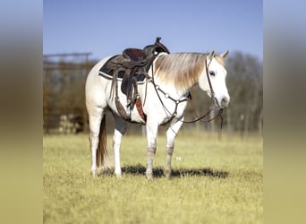 Caballo cuarto de milla, Yegua, 7 años, 147 cm, Tordo