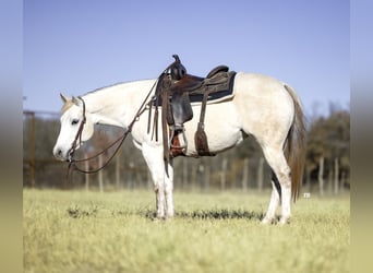 Caballo cuarto de milla, Yegua, 7 años, 147 cm, Tordo