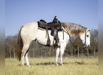 Caballo cuarto de milla, Yegua, 7 años, 147 cm, Tordo