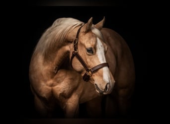 Caballo cuarto de milla, Yegua, 7 años, 148 cm, Palomino
