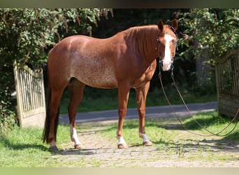 Caballo cuarto de milla, Yegua, 7 años, 148 cm, Rabicano