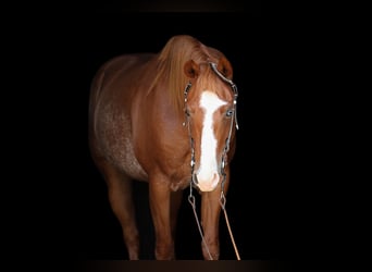 Caballo cuarto de milla, Yegua, 7 años, 148 cm, Rabicano
