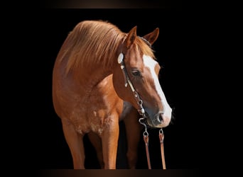 Caballo cuarto de milla, Yegua, 7 años, 148 cm, Rabicano