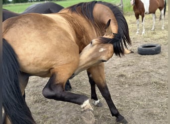 Caballo cuarto de milla, Yegua, 7 años, 149 cm, Buckskin/Bayo