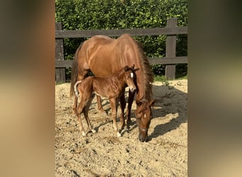 Caballo cuarto de milla, Yegua, 7 años, 150 cm, Alazán