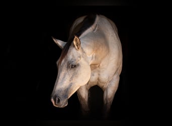 Caballo cuarto de milla, Yegua, 7 años, 150 cm, Bayo