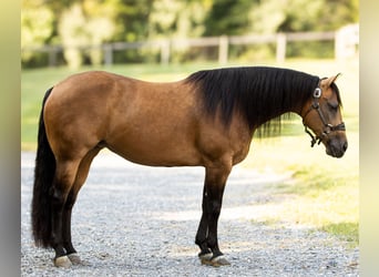 Caballo cuarto de milla, Yegua, 7 años, 150 cm, Buckskin/Bayo