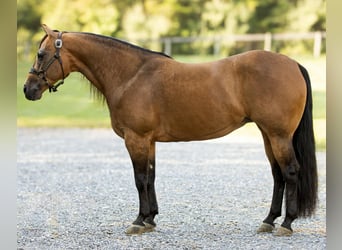Caballo cuarto de milla, Yegua, 7 años, 150 cm, Buckskin/Bayo