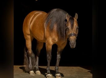 Caballo cuarto de milla, Yegua, 7 años, 150 cm, Buckskin/Bayo