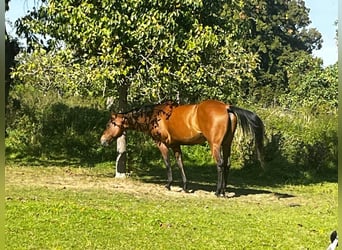 Caballo cuarto de milla, Yegua, 7 años, 150 cm, Castaño