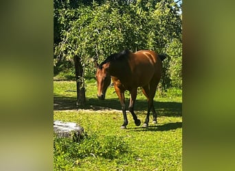 Caballo cuarto de milla, Yegua, 7 años, 150 cm, Castaño