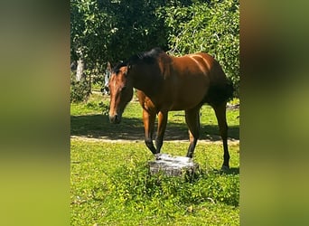 Caballo cuarto de milla, Yegua, 7 años, 150 cm, Castaño