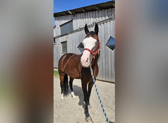 Caballo cuarto de milla, Yegua, 7 años, 150 cm, Castaño