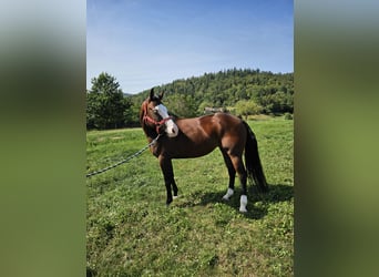 Caballo cuarto de milla, Yegua, 7 años, 150 cm, Castaño