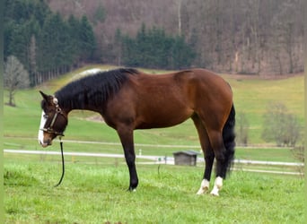 Caballo cuarto de milla, Yegua, 7 años, 150 cm, Castaño