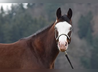 Caballo cuarto de milla, Yegua, 7 años, 150 cm, Castaño