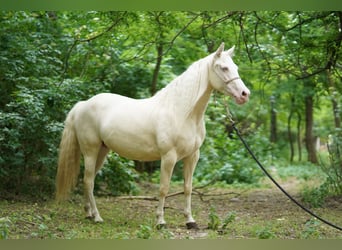 Caballo cuarto de milla, Yegua, 7 años, 150 cm, Cremello