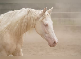 Caballo cuarto de milla, Yegua, 7 años, 150 cm, Cremello