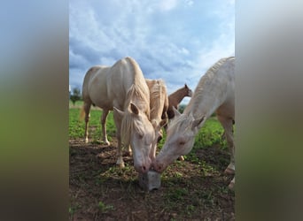 Caballo cuarto de milla, Yegua, 7 años, 150 cm, Cremello