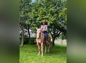 Caballo cuarto de milla, Yegua, 7 años, 150 cm, Palomino