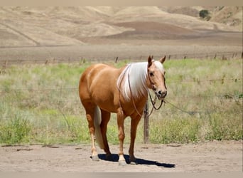 Caballo cuarto de milla, Yegua, 7 años, 150 cm, Palomino