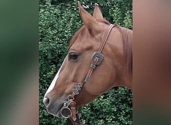 Caballo cuarto de milla, Yegua, 7 años, 150 cm, Red Dun/Cervuno