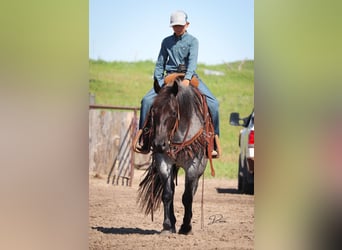 Caballo cuarto de milla, Yegua, 7 años, 150 cm, Ruano azulado